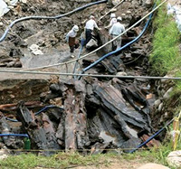 9万年前の埋没杉